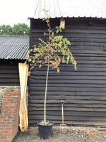Malus Red Sentinel Crab Apple Tree, Clear Stem - 300-320cm, 50lt