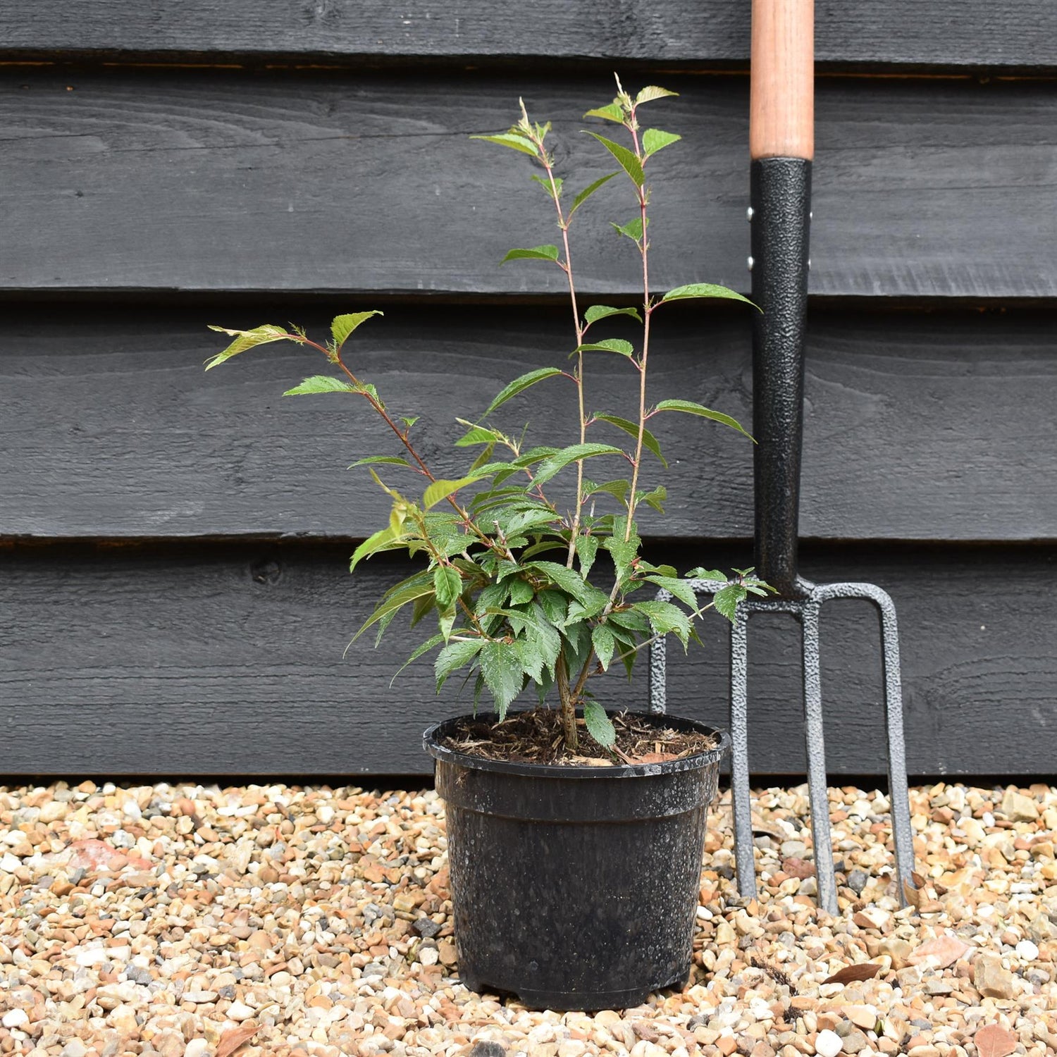 Prunus 'Okame' _ Height 40-55cm - Cherry - 2lt