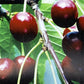 Prunus avium 'Early Rivers' | Cherry 'Early Rivers' - 100-120cm, 10lt