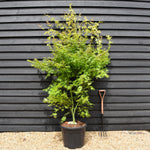 Acer palmatum 'Orange Dream' - Height 200-220cm - 55lt