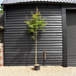 Amelanchier laevis 'Ballerina' | Serviceberry - Clear Stem - Height 220-250cm - Girth 6-8cm - 30lt