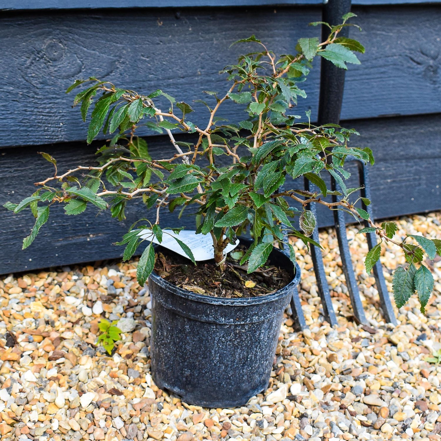 Prunus incisa 'Kojo-no-mai' - Height 25-30cm - Bushy - 2lt