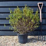 Abelia Grandiflora | Glossy Abelia - 140-160cm, 10lt