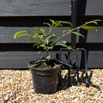 Camellia japonica 'Happy Birthday' - Height 25-30cm - Bushy - 2lt