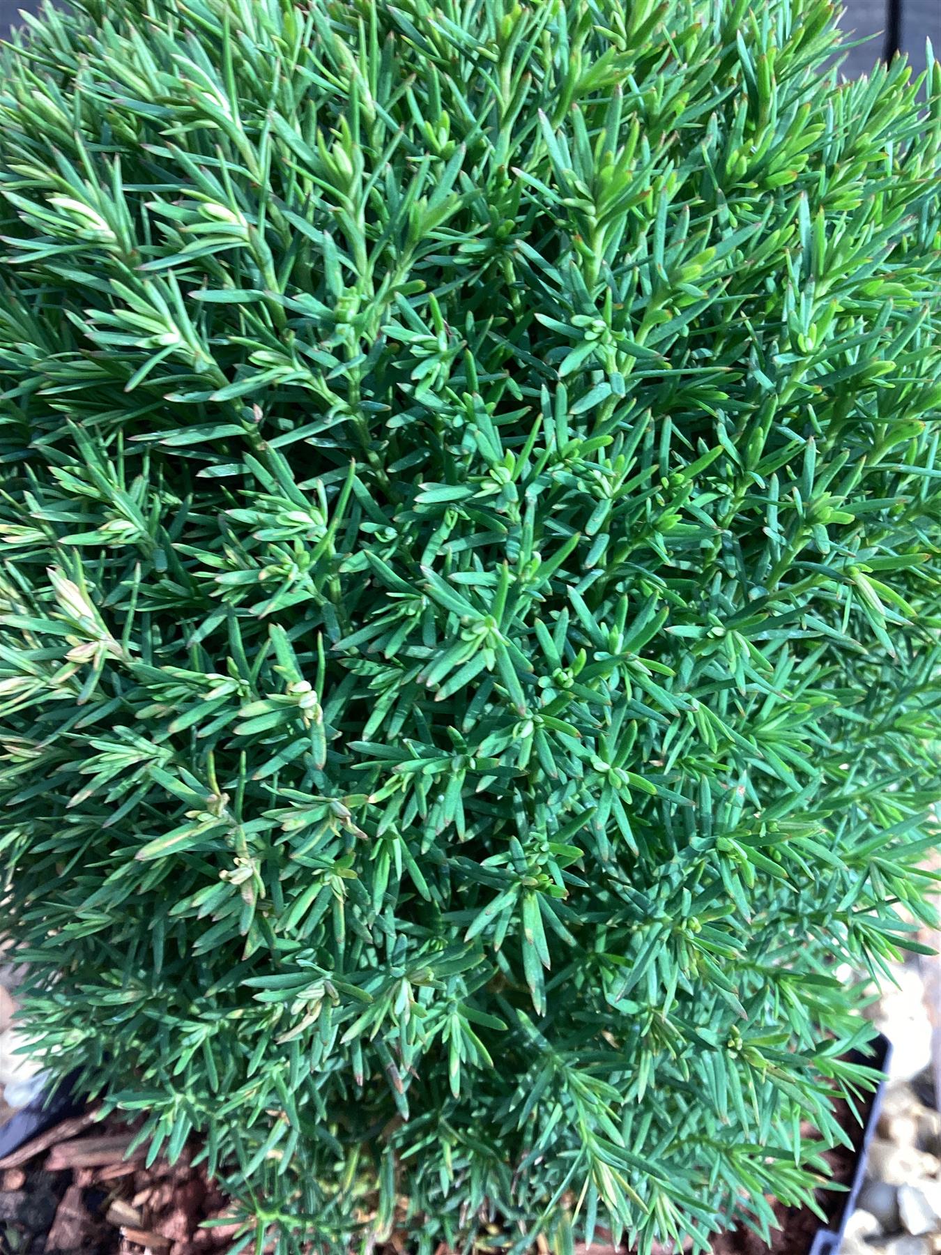 Thuja occidentalis 'Teddy' | Northern white-cedar Teddy - 20-30cm, 2lt