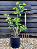 Lilac 'Katherine Havemeyer' | Syringa vulgaris - 80cm - 12lt