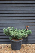 Pinus parviflora 'Fuku-Zu-Mi' | Fukuzumi White Pine - Height 60cm - Width 140cm - 80lt
