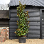 Magnolia grandiflora | Evergreen Southern Magnolia - Large Shrub - Height 380-400cm - 230lt