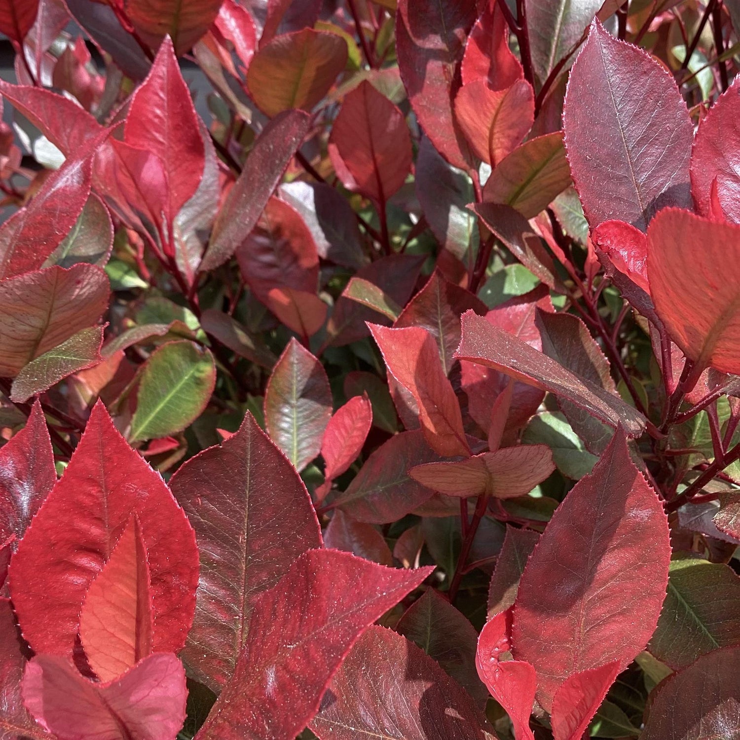 Photinia 'Atropurpurea Nana' | Japanese barberry 'Atropurpurea Nana' 1/2 std Clear Stem - 140-150cm, 25lt