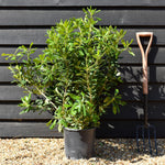 Pittosporum tobira - Shrub - Height 80-100cm - 10lt