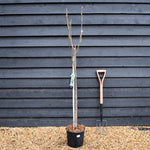 Fig - Ficus carica 'Dauphine' - Clear Stem 80-90cm - Height 160-170cm - 10lt