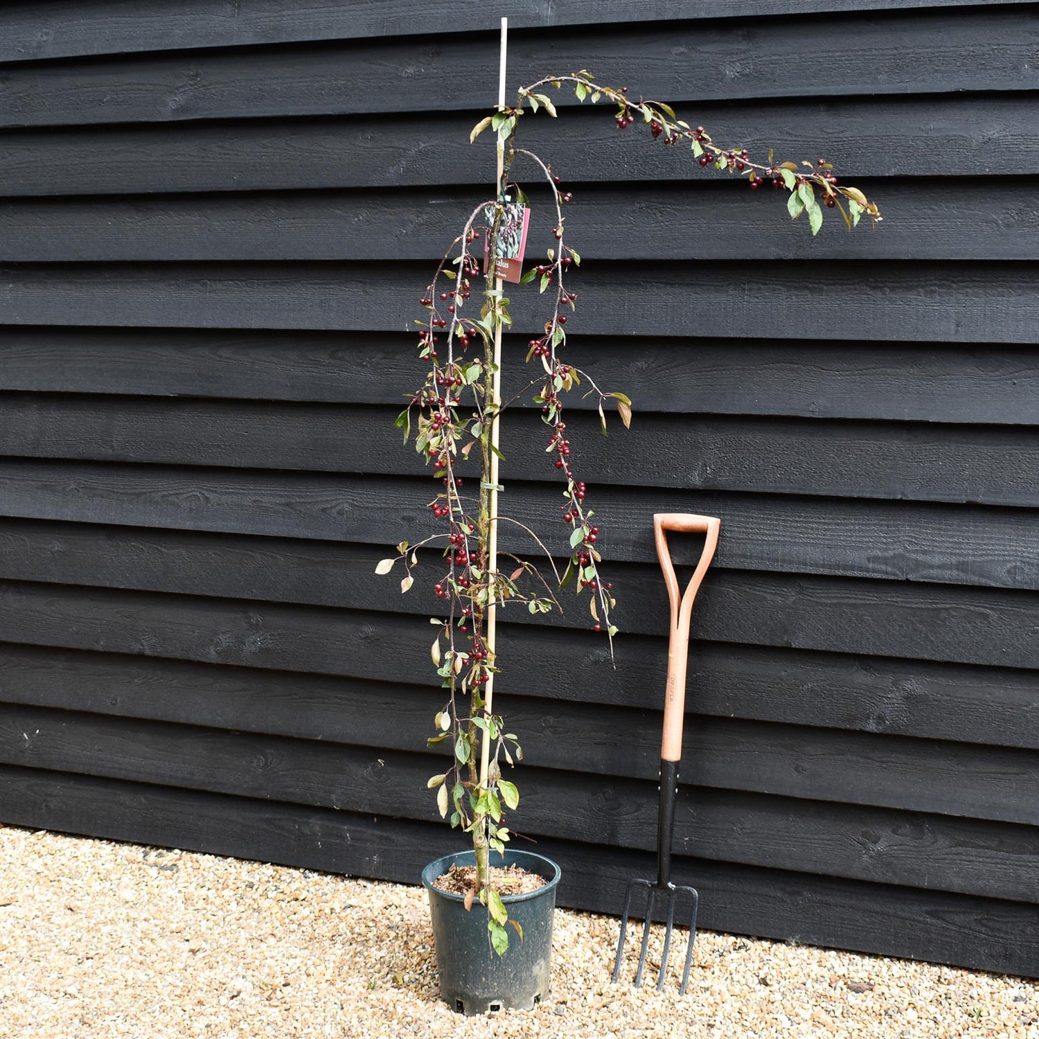 Malus Royal Beauty | Purple Weeping Crab Apple Tree - 1700-200cm, 10lt