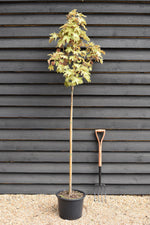 Acer pseudoplatanus 'Brilliantissimum' | Shrimp-Leaved Sycamore | Maple - Height 200-250cm - Girth 8-10cm - 20lt