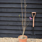 Magnolia Susan - 95-120cm - 10lt