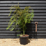 Acer palmatum 'Emerald Lace' | Japanese maple - Bushy - Height 130-150cm - 55lt