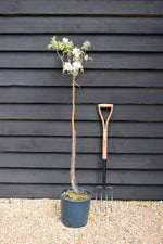 Apple tree 'Granny Smith' | Malus domestica - 150-160cm - 10lt