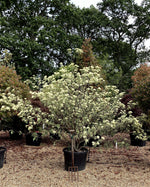 Cornus Rutgersensis Stellar Pink | Stellar Pink Dogwood - Multistem - 220-230cm - 110lt