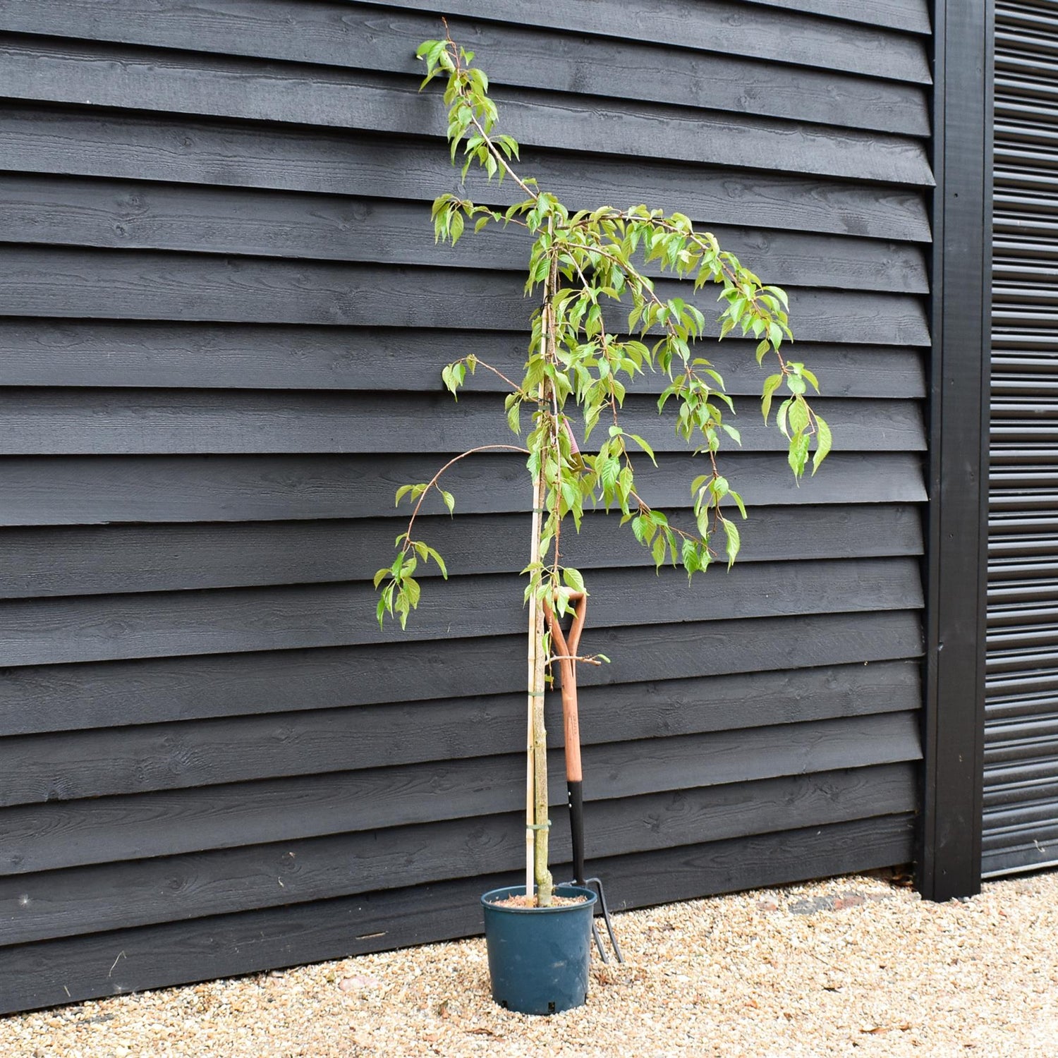 Prunus 'Kiku-shidare-zakura' Sakura | Japanese Weeping - 180-200cm - 10lt
