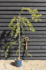 Weeping Cherry | Prunus Pink Cascade - 180-220cm - 12lt