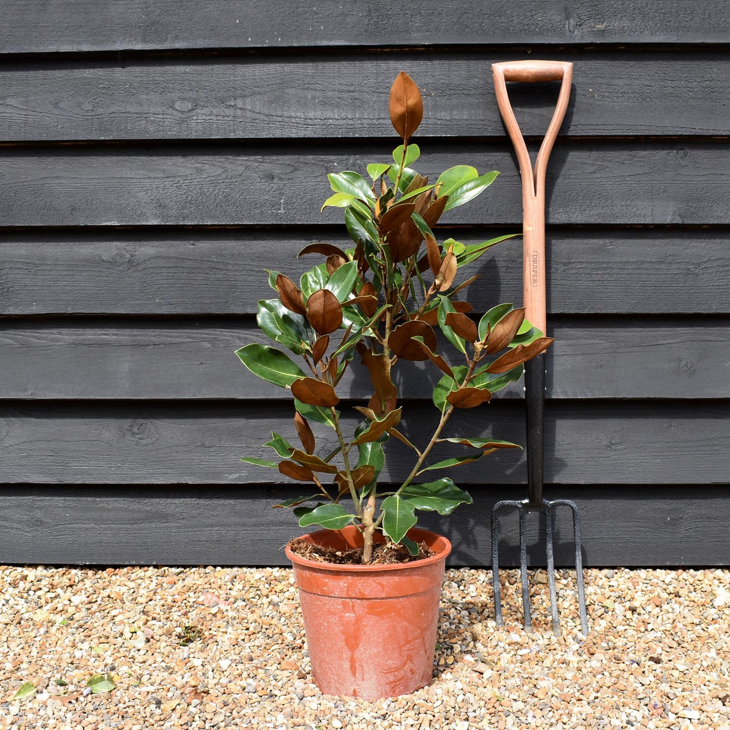 Magnolia Grandiflora Little Gem | Southern Magnolia ‘Little Gem’ - Shrub - Height 70-80cm - 7lt