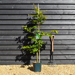Fagus sylvatica | European Beech - Height 155-190cm - 12lt