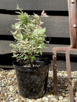 Spiraea x vanhouttei 'Pink Ice' | Bridalwreath 'Pink Ice' - 10-20cm - 3lt