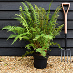 Polystichum Setiferum| Soft Shield Fern - Height 70-80cm - 7lt