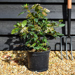 Viburnum tinus 'Gwenllian' - 40-60cm, 5lt