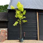 Acer platanoides 'Princeton Gold' Clear stem160cm - Girth 10-12cm - Height 300-350cm - 45lt