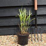 Miscanthus sinensis 'Strictus' | Eulalia 'Strictus' - Grass - Perennial - 3lt
