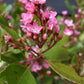 Rhaphiolepis umbellata (pink) | Yeddo  - 90cm, 10lthawthorn