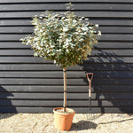 Elaeagnus Ebbingei Compacta | Oleaster 'Compacta' - Half Standard - Clear Stem 80-90cm - Height 170-180cm -30lt
