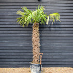 Windmill palm | Trachycarpus fortunei - Stem 170-180cm - Height 240-260cm - 90lt