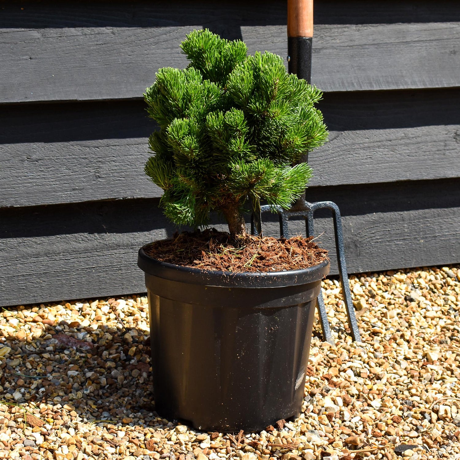 Pinus mugo 'Picobello' - Height 20-30cm - 6lt