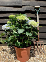 Hydrangea Original Mophead - Blue | Blue Hydrangea 50-60cm - 8lt