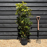 Osmanthus Fragrance - Shrub - Height 110-130cm -10lt