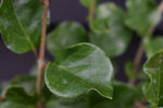 Syringa meyeri 'Palibin' - Shrub - Height 15-25cm - 3lt