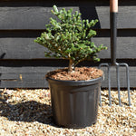 Abies koreana 'Oberon' | Korean Fir - Bushy - Height 20-30cm - 8lt