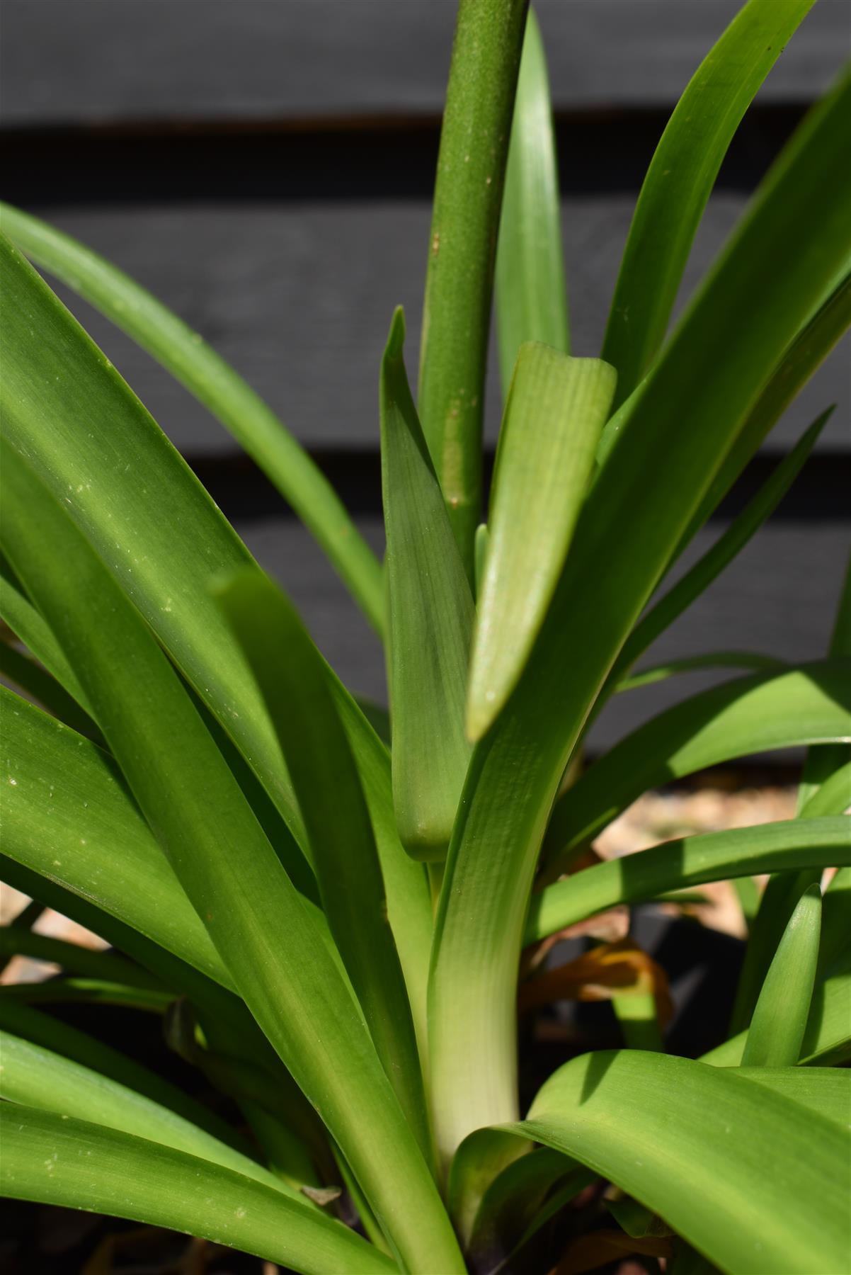 Agapanthus "Poppin Star" | African Lily - 6lt