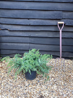 Juniperus conferta 'Schlager' - 100-120cm, 10lt