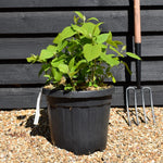 Hydrangea arborescens 'Annabelle' - Shrub - Height 30-60cm - 20lt