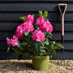 Rhododendron 'Germania' - Shrub - Height 50-60cm - 20lt