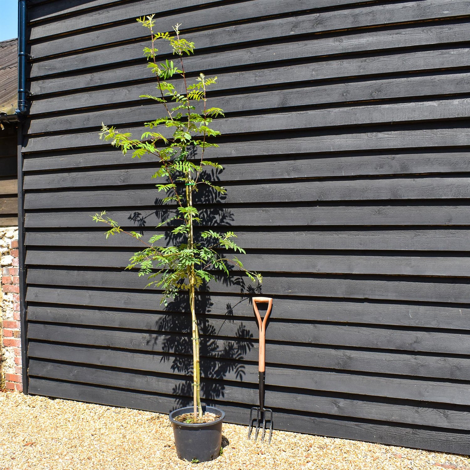 Sorbus aucuparia | European Mountain Ash 1/2 std, Clear Stem -  Height 180-200cm - 20lt