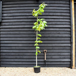 Acer pensylvanicum' | Moosewood Maple - 210-230cm - 20lt