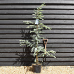 Blue Atlas Cedar | Cedrus Libani 'Glauca' - Height 170-190cm - Feathered - 20lt