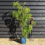 Sambucus Golden Tower - Multistem Shrub - 80-100cm - 12lt
