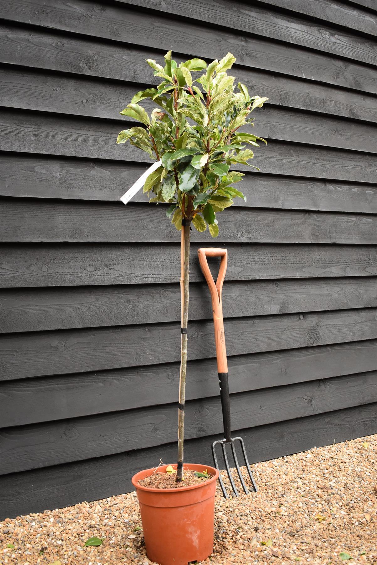 Photinia serratifolia Pink Crispy - Clear Stem 90cm - Height 120cm - 7lt5lt