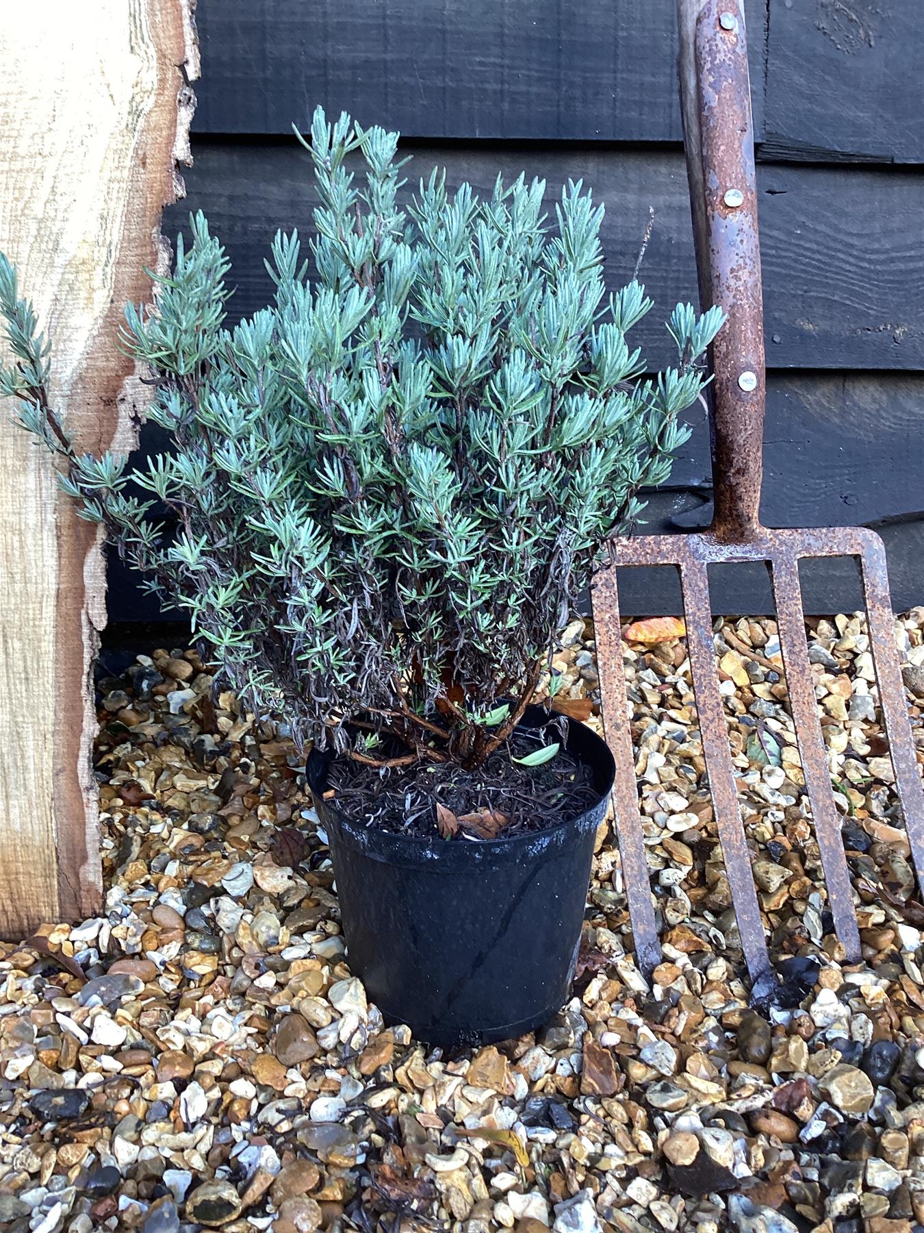 hidcote giant lavender plants Lavender 'Hidcote Giant'