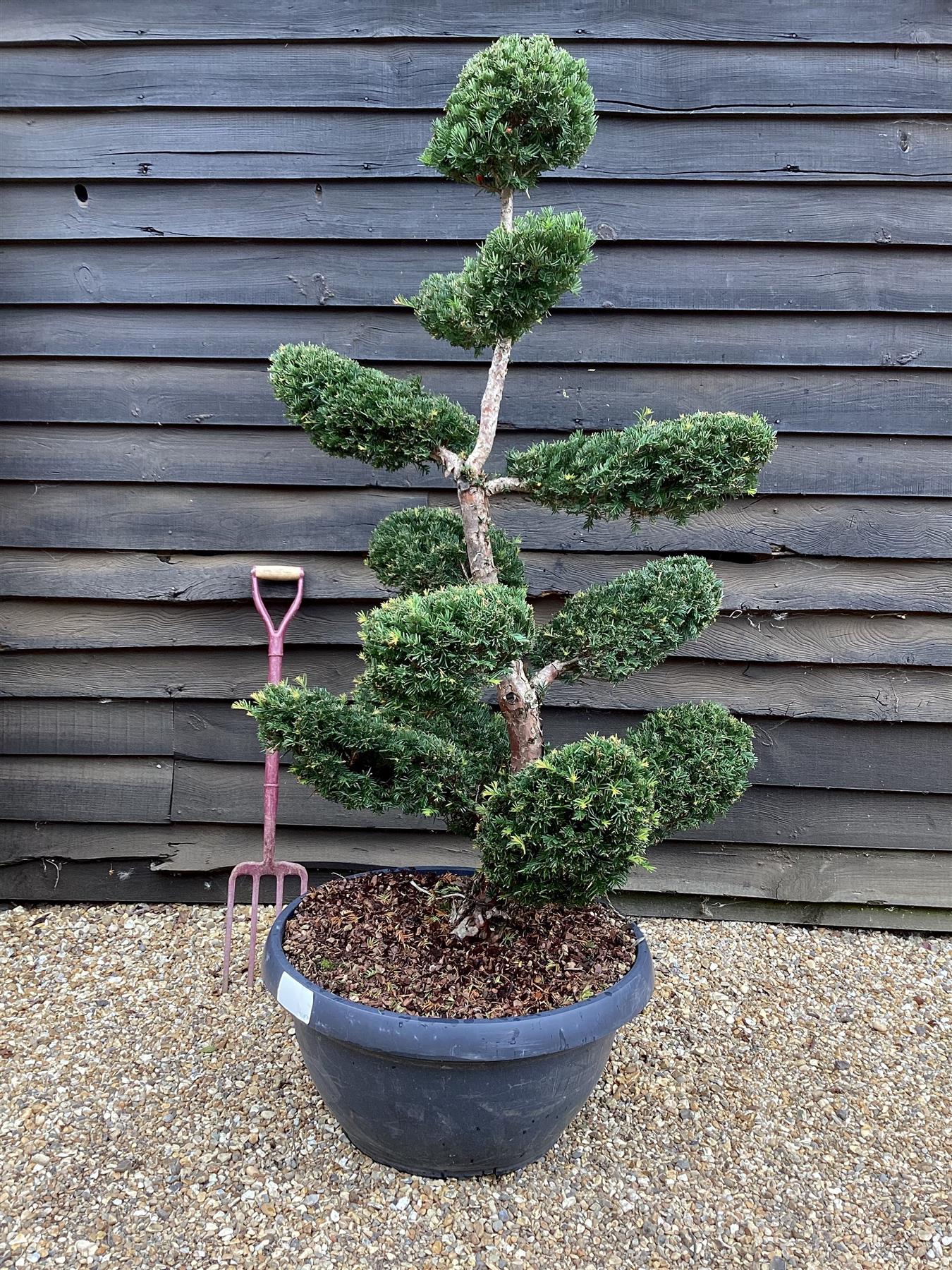yew bonsai tree for sale Taxus Baccata Ponpon Bonsai | Common Yew