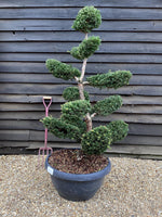 Taxus Baccata Ponpon Bonsai | Common Yew - 190cm, 90lt
